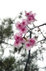 pink sakura flower or cherry blossom with rain drop in Japanese spring