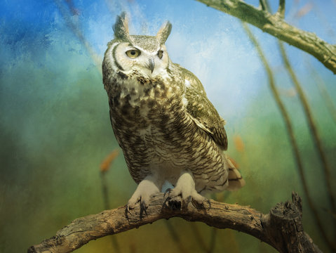 Great Horned Owl digitally artistically remastered