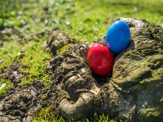 two hidden easter eggs in tree hole