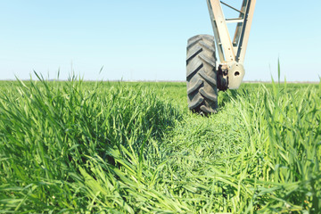 Irrigation system on wheels. Young Wheat Growing..