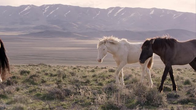 Herd of wild horses walking along a hilltop