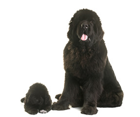puppy and adult newfoundland dog