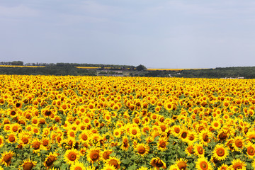 Beautiful landscape of sunflowers in the field, europe