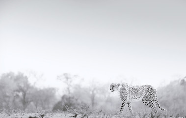 Cheetah