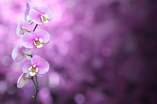 Isolated Purple Orchid flower with Clipping Path.