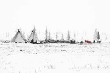 Nomadic tribe prepares to season migration in the polar tundra at a frosty day. Chum, sled and other stuff are located around camp.