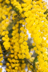 mimosa background