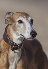 Spanish Greyhound. Galgo Espanol outdoor portrait.