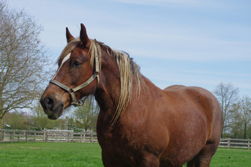 Cheval de trait breton