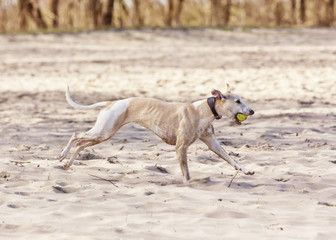 Whippet sighthound with ball running along beach