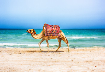 chameau sur la plage