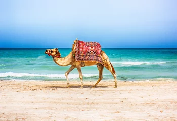 Crédence de cuisine en verre imprimé Chameau chameau sur la plage