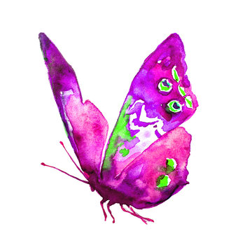 pink butterfly,watercolor,isolated on a white