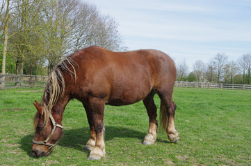 Un cheval de trait breton