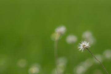 Flowers of grass on the background of  fields