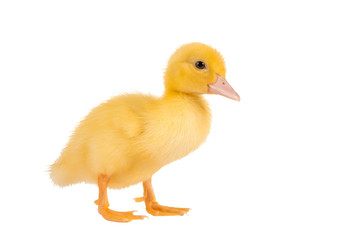 Easter duckling