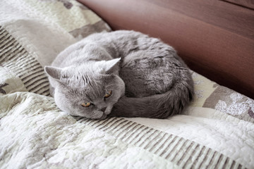 Cat British Shorthair sleep
