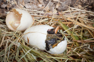 Bith of a duckling
