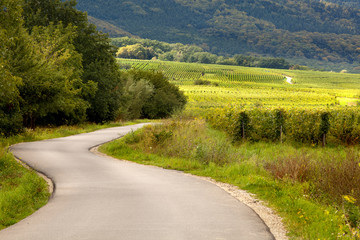 Fototapeta na wymiar Vineyards and curving road