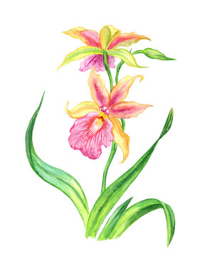 Pink-yellow orchid, watercolor botanical illustration on a white background.