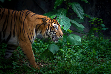Tiger.