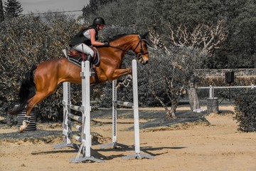 Fototapeta premium Equitation, saut d'obstacle, compétition.