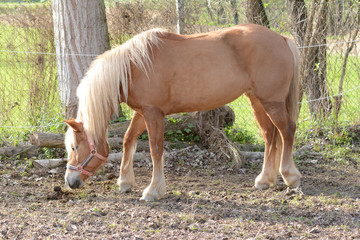 cavallo biondo