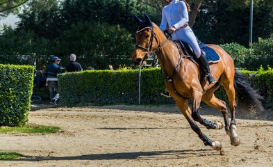 Equitation, saut d'obstacle, compétition.
