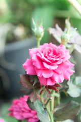 pink roses in the garden with sunlight morning day