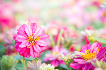 Obraz premium pink floral in garden , flower zinnia elegans , color nature background