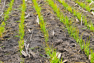 Young green wheat plants on field at early spring