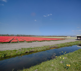 Tulipfield