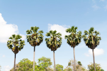 Obraz premium palm trees