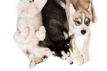 Obraz premium Group of puppies breed the Huskies isolated on white background