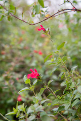 Melissa officinalis with flower