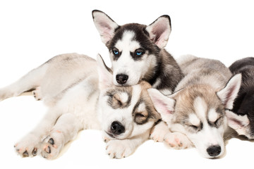 Group of puppies breed the Huskies isolated on white background