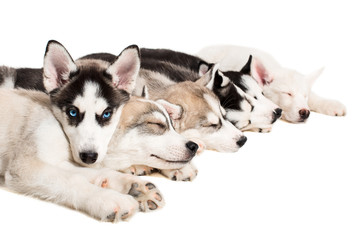 Group of puppies breed the Huskies isolated on white background