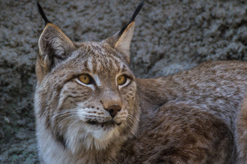 Lynx is the most Northern species of the family Feline.