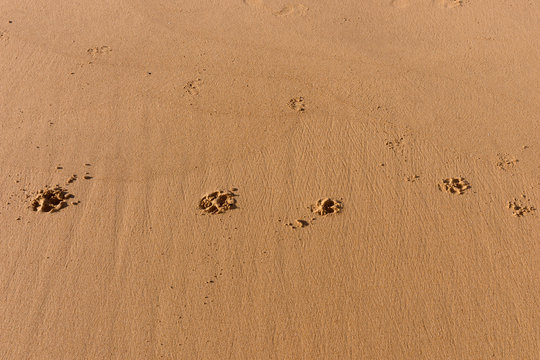 Pfoten im Sand