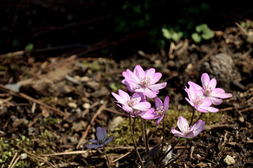 Kidneywort - Hepatica nobilis. It is called 
