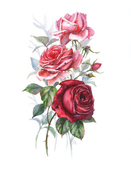 Hand-drawn watercolor tender spring roses blossom. Artistic rose flowers. Natural illustration for the floral decorative design on the white background.