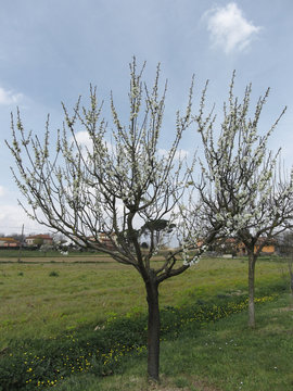 Blossoming pear tree in the garden . Tuscany, Italy