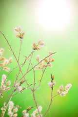 goat willow branches decoration for Easter Day