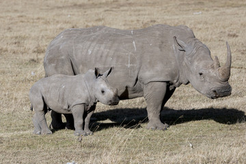 Female rhino with cub standing in the African savanna