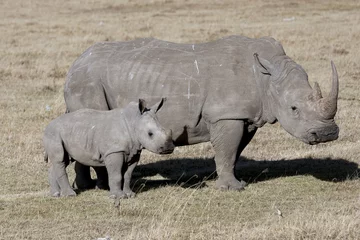 Printed kitchen splashbacks Rhino Female rhino with cub standing in the African savanna
