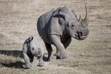 Foto op Aluminium Neushoorn vrouwelijke neushoorn en haar baby rennen op de Afrikaanse savanne een fotograaf
