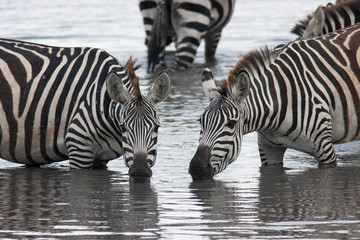 Fototapeta na wymiar Two zebras drinking from the lake in beautiful poses