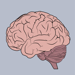 brain vector