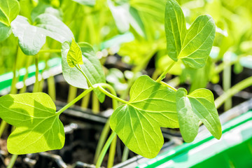 Spring seedlings of morning glory flowers in the container, macro