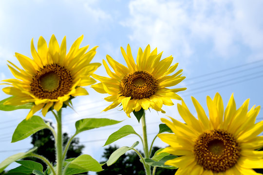 Sunflowers - Helianthus annuus.
